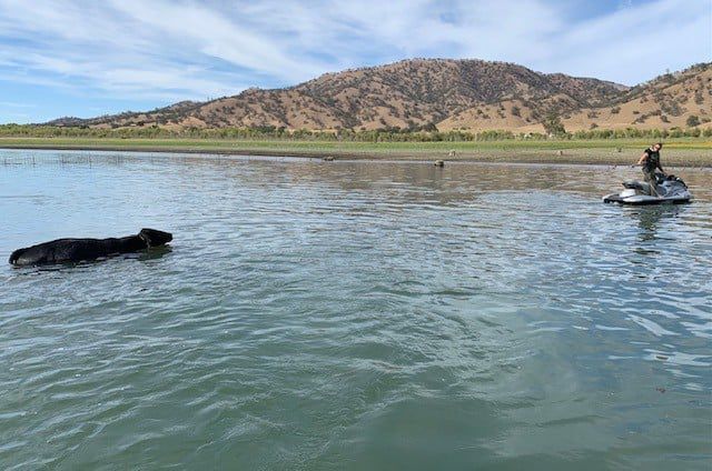 Deputies save drowning bull